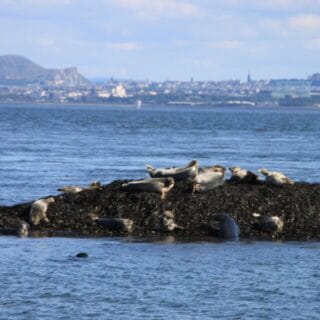Three Bridges Cruise - Fire Boat tours in Queensferry